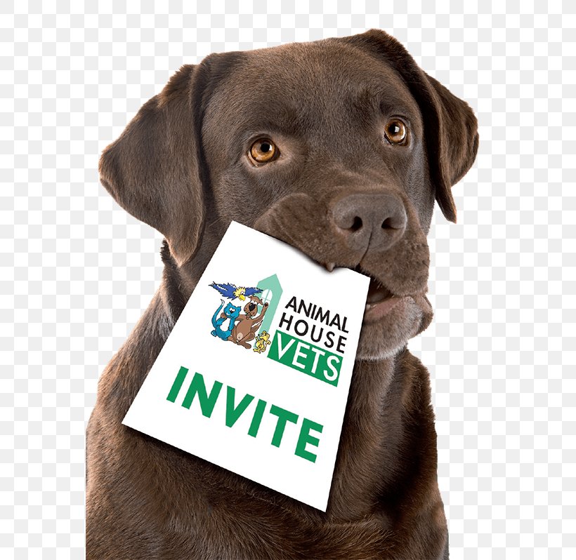 Labrador Retriever Puppy Cat Dog Toys Chew Toy, PNG, 575x798px, Labrador Retriever, Cat, Chew Toy, Chewing, Collar Download Free