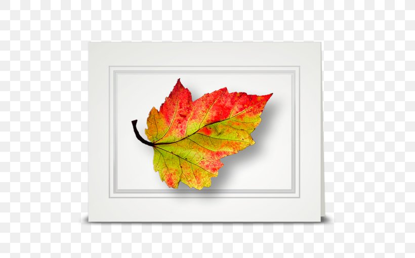 Maple Leaf Cottage American Sweetgum Autumn, PNG, 510x510px, Leaf, American Sweetgum, Autumn, Cottage, Flower Download Free