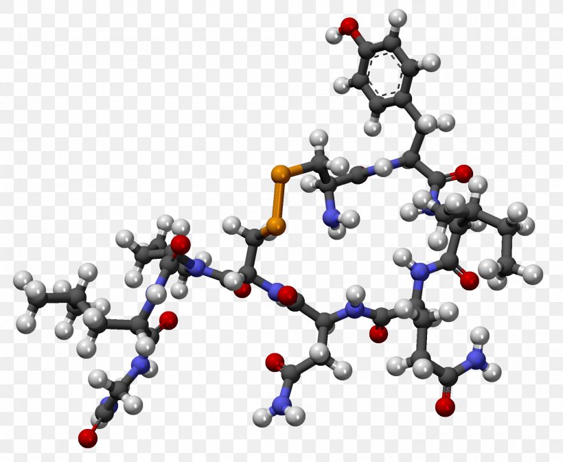 Oxytocin Hormone Pituitary Gland Hypothalamus Molecule, PNG, 1992x1637px, Oxytocin, Body Jewelry, Brain, Branch, Cell Download Free