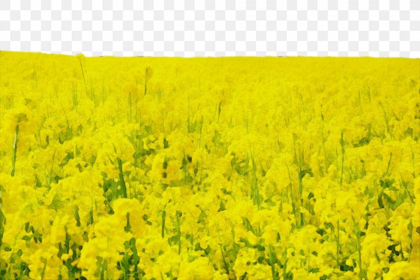 Rapeseed Field Yellow Mustard Plant, PNG, 960x640px, Watercolor, Brassica Rapa, Canola, Field, Flowering Plant Download Free