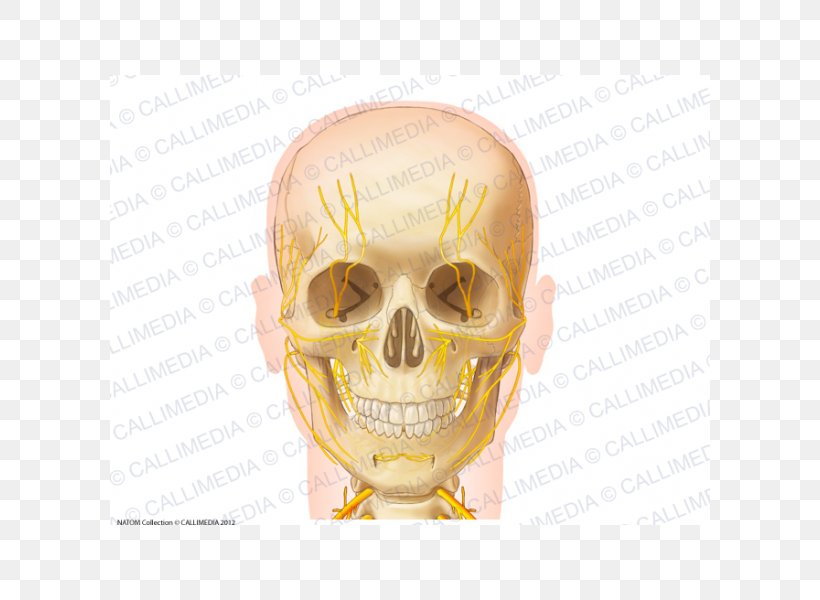 Skull Anatomy Nerve Zygomatic Bone Neck, PNG, 600x600px, Skull, Anatomy, Anterior Cruciate Ligament, Anterior Triangle Of The Neck, Bone Download Free