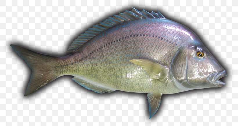Tilapia Northern Red Snapper Bass Cod Porgy Fishing, PNG, 800x435px, Tilapia, Barramundi, Bass, Black Sea Bass, Cod Download Free