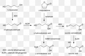 1,4-Butanediol Gamma-hydroxybutyrate Gamma-Butyrolactone Metabolism ...