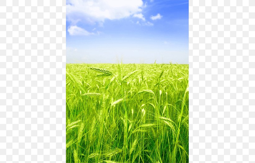 Barley Green Wheat Field With Cypress Wheat Fields The Wheat Field Shutterstock, PNG, 635x526px, Barley, Agriculture, Cereal, Commodity, Crop Download Free