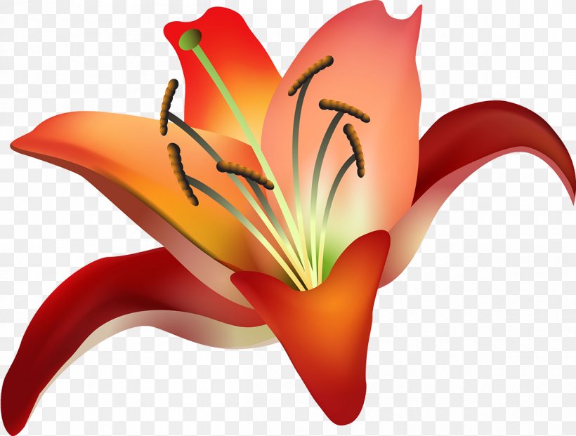 Hippeastrum Amaryllis Belladonna Cut Flowers Plant Stem Close-up, PNG, 1200x910px, Hippeastrum, Amaryllis, Amaryllis Belladonna, Belladonna, Close Up Download Free