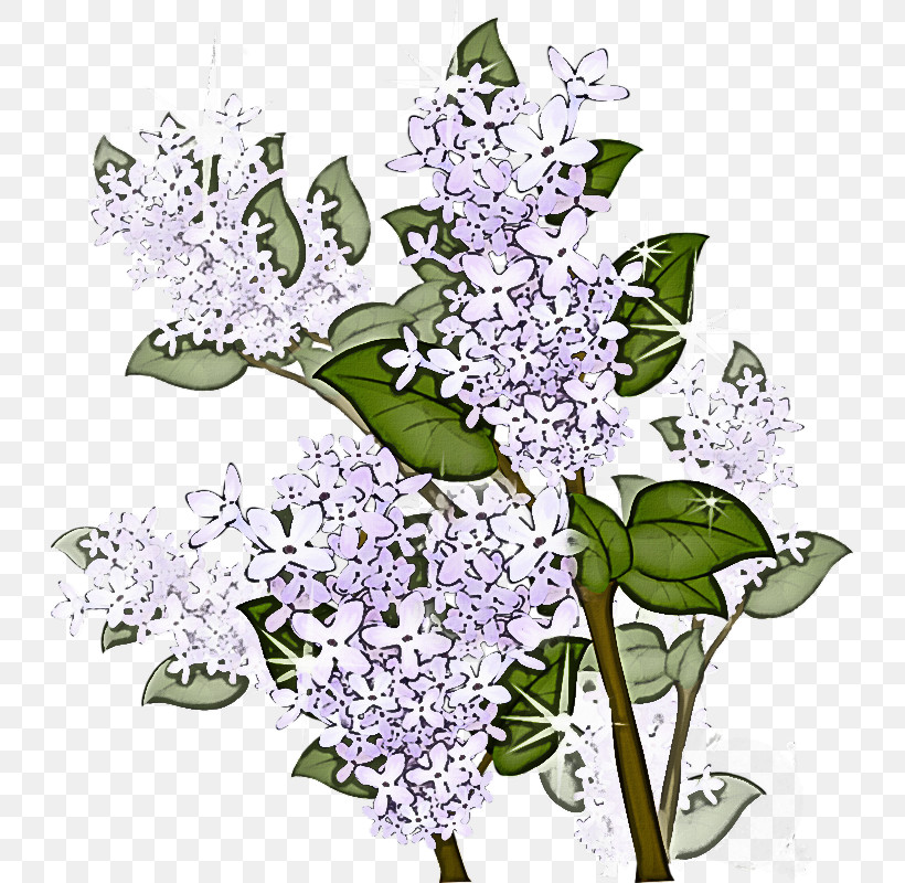Lavender, PNG, 727x800px, Flower, Buddleia, Cut Flowers, Dendrobium, Lavender Download Free