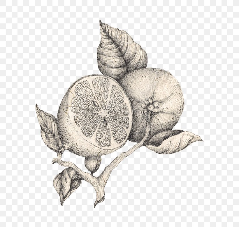 Snail Still Life Photography Plants, PNG, 600x776px, Snail, Anthurium, Botany, Citrus, Drawing Download Free