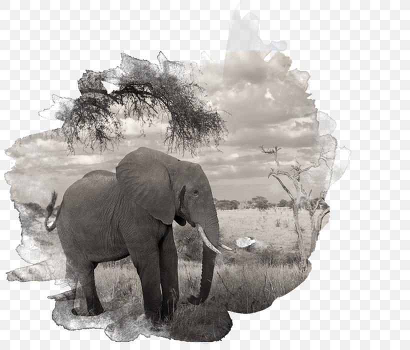 African Elephant Indian Elephant Tusk Black & White, PNG, 813x700px, African Elephant, Animal, Animal Figure, Black White M, Blackandwhite Download Free