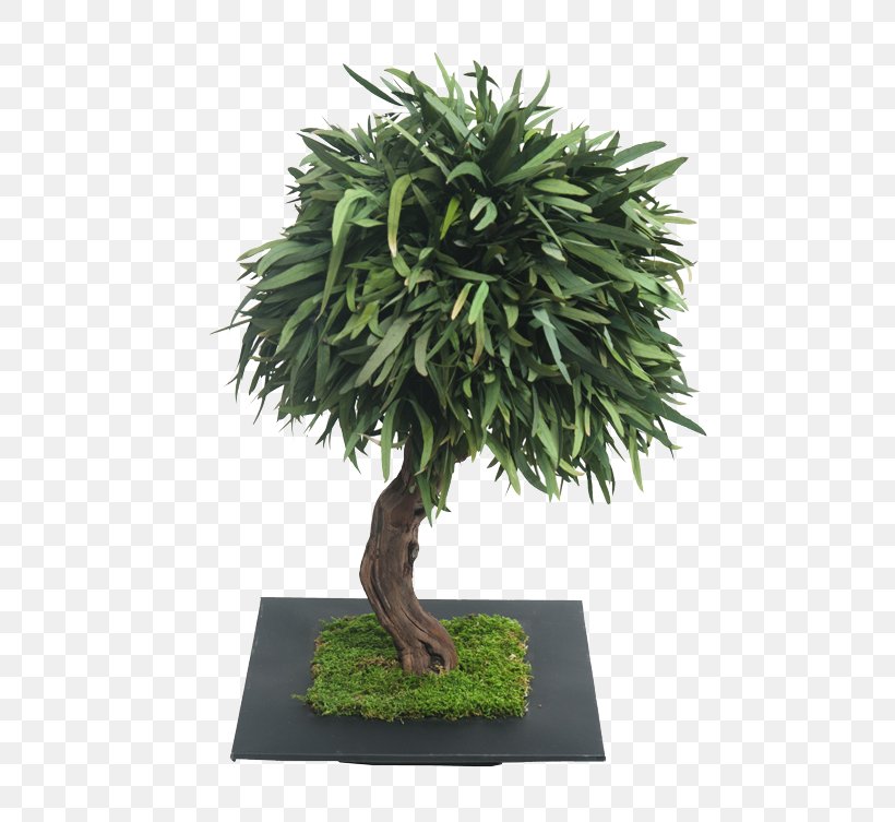 Bonsai Raintree Olive Podocarpus Macrophyllus, PNG, 500x753px, Bonsai, Arabian Jasmine, Benih, Empress Tree, Evergreen Download Free