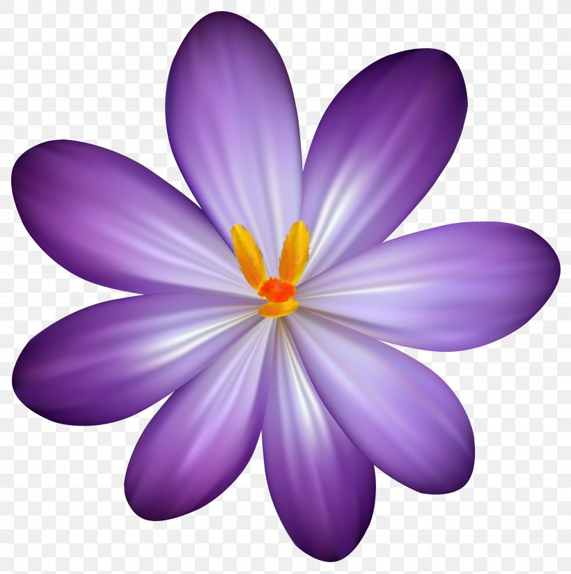 Flower Purple Clip Art, PNG, 6134x6164px, Crocus Vernus