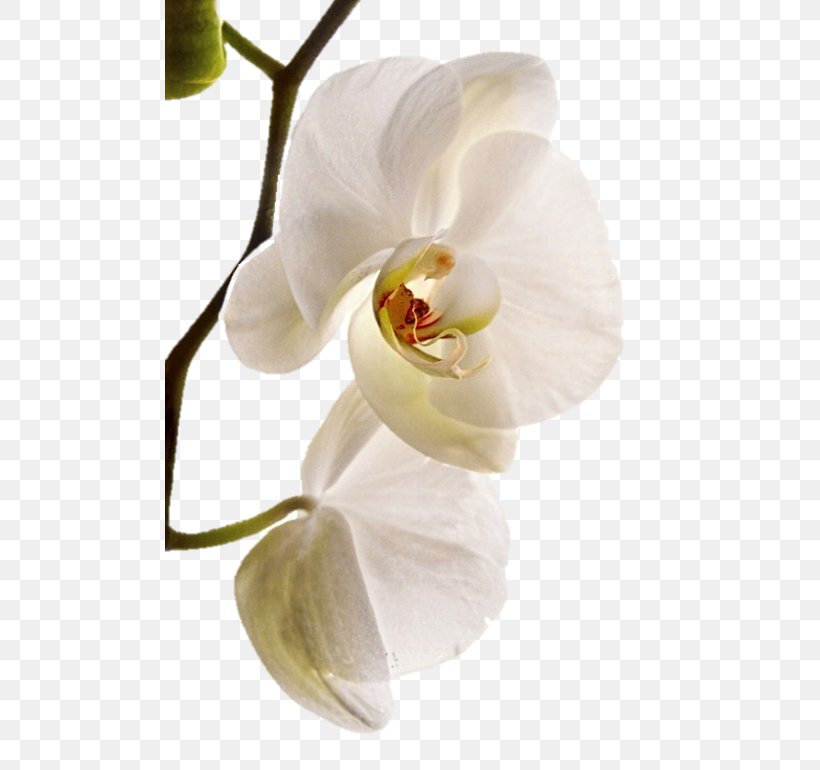Moth Orchids Sala De Fiestas Orquidea BAUER Joyeros, PNG, 489x770px, Moth Orchids, Blossom, Business, Embroidery, Engagement Download Free