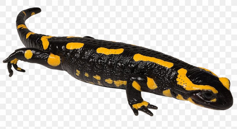 Newt Fire Salamander Spotted Salamander Spring Salamander Samandarin, PNG, 957x523px, Newt, Amphibian, Amphibians, Animal Figure, Bluespotted Salamander Download Free