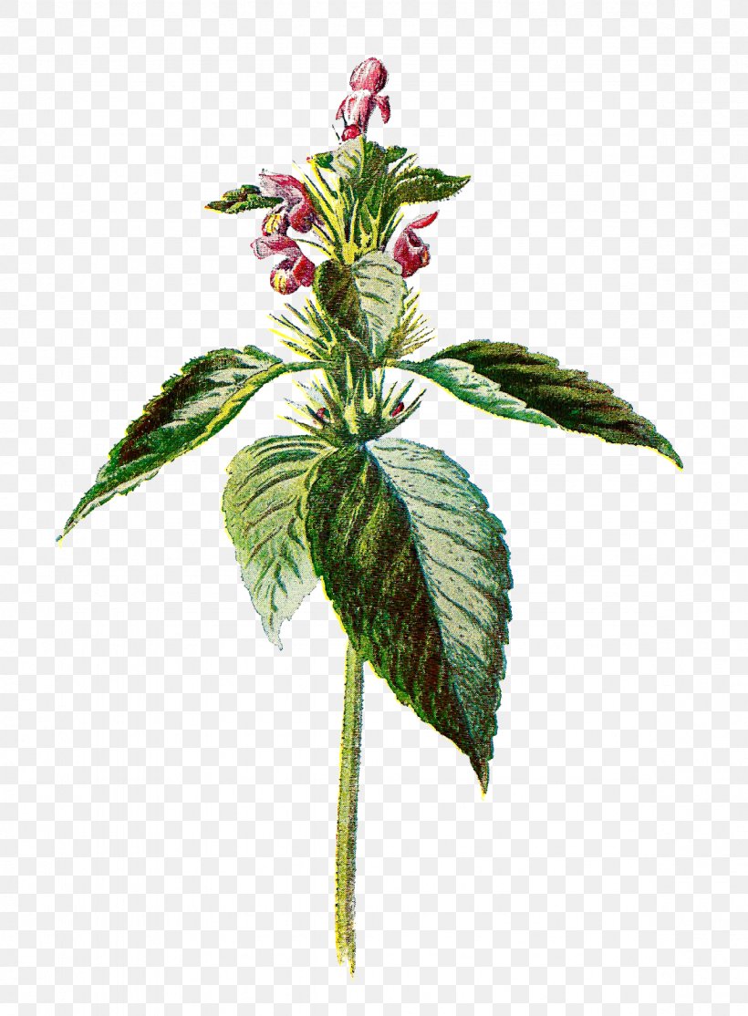Common Nettle Flower Botany Botanical Illustration, PNG, 1177x1600px, Common Nettle, Art, Botanical Illustration, Botany, Digital Image Download Free