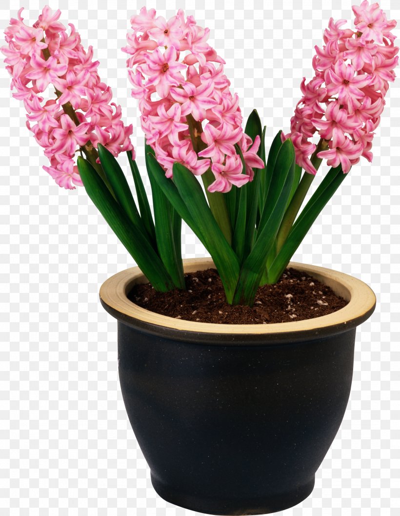 Cut Flowers Soil PH Flower Bouquet, PNG, 2169x2798px, Flower, Cut Flowers, Floral Design, Floristry, Flower Bouquet Download Free