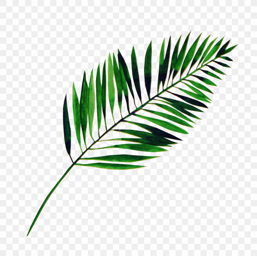 Palm Tree, PNG, 1600x1600px, Leaf, Arecales, Branch, Fern, Flower Download Free