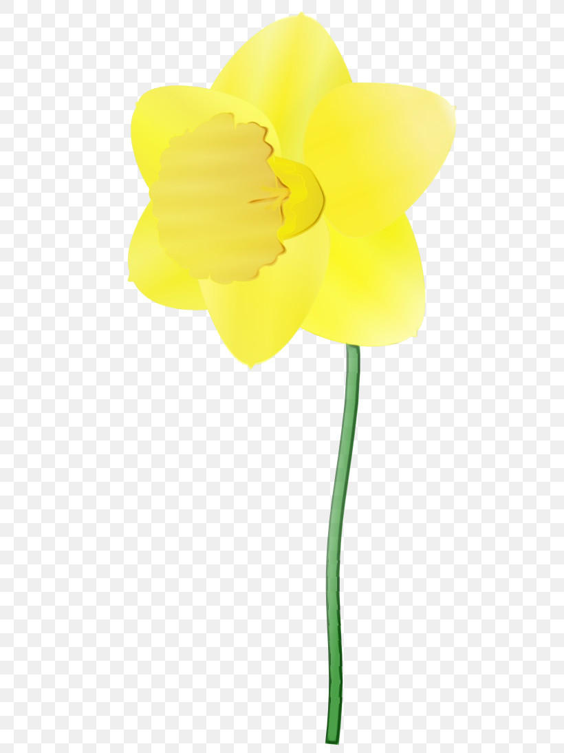 Yellow Flower Plant Petal Cut Flowers, PNG, 555x1094px, Watercolor, Amaryllis Family, Cut Flowers, Flower, Narcissus Download Free