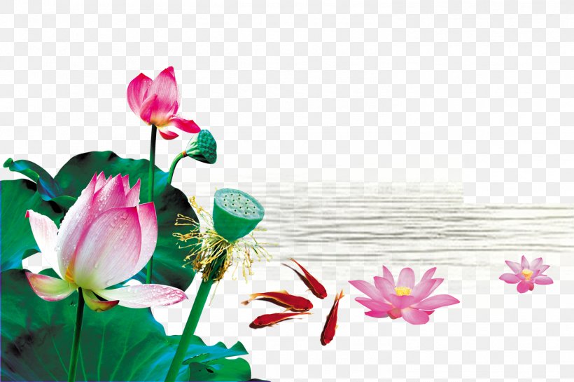 Analects Lu Disciples Of Confucius Junzi Written Vernacular Chinese, PNG, 1504x1000px, Analects, Aquatic Plant, Blossom, Confucius, Disciples Of Confucius Download Free