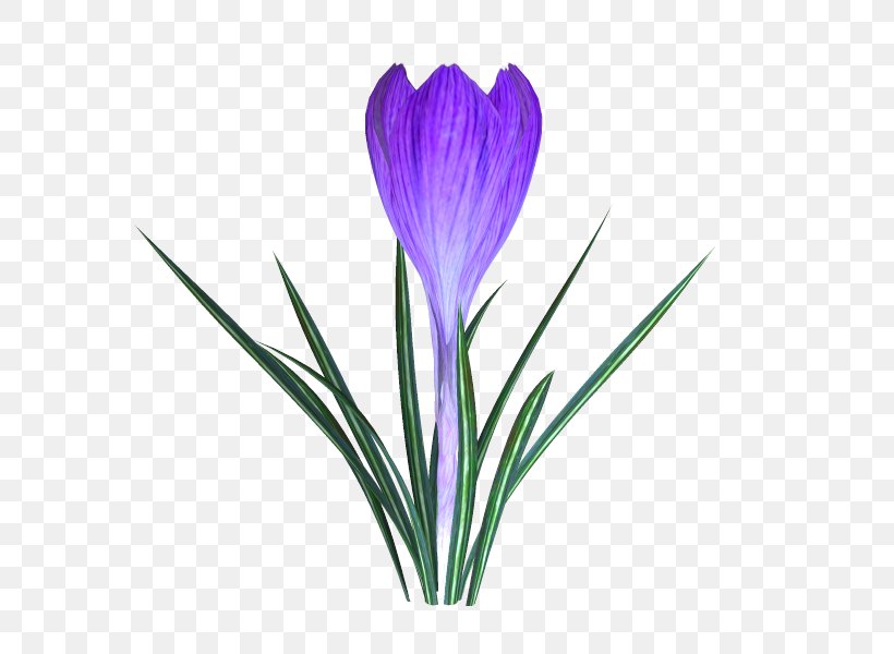 Crocus Plant Stem Cut Flowers, PNG, 600x600px, Crocus, Cut Flowers, Flower, Flowering Plant, Herbaceous Plant Download Free