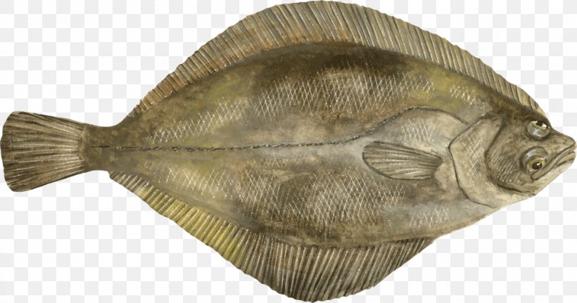 Flounder Sole Fauna Tilapia, PNG, 1000x526px, Flounder, Fauna, Fish, Flatfish, Organism Download Free