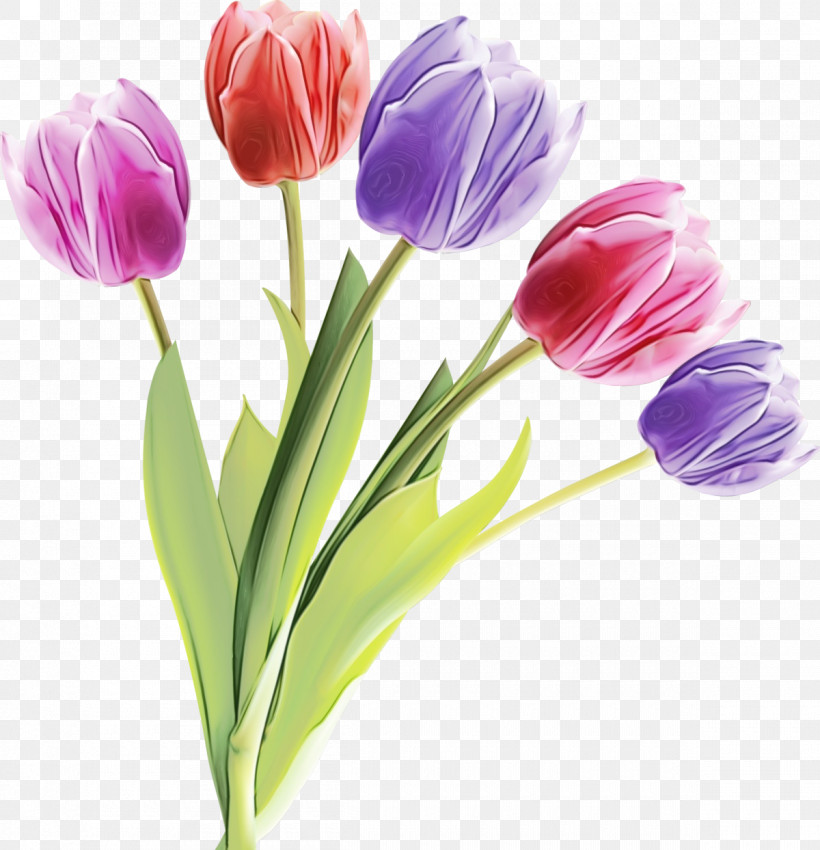 Flower Tulip Plant Petal Cut Flowers, PNG, 1200x1244px, Watercolor, Crocus, Cut Flowers, Flower, Lily Family Download Free