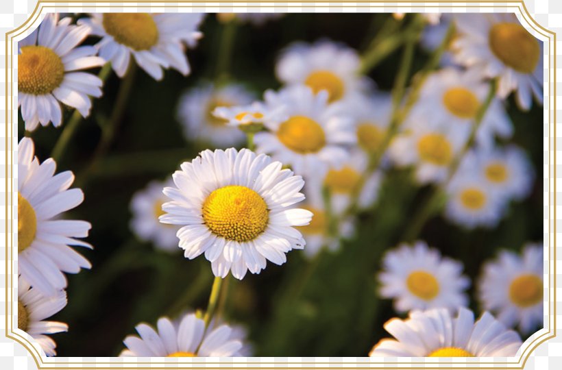 Herb Roman Chamomile Essential Oil, PNG, 805x540px, Herb, Alcohol, Alcoholic Drink, Chamaemelum Nobile, Chamomile Download Free