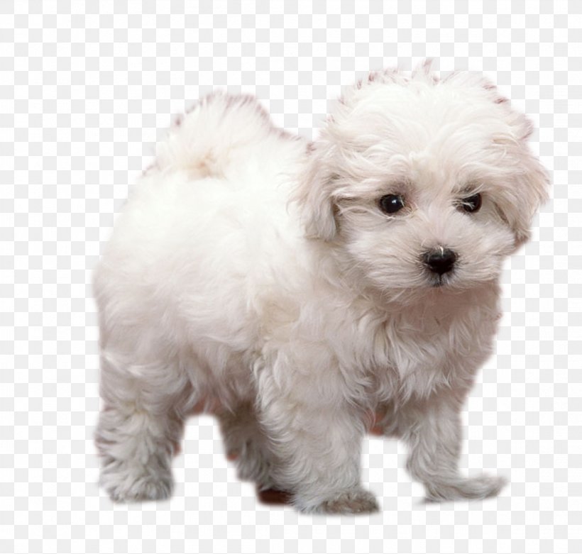 Puppy Animal Terrier Breed, PNG, 1106x1054px, Puppy, Animal, Bichon, Bichon Frise, Bolognese Download Free