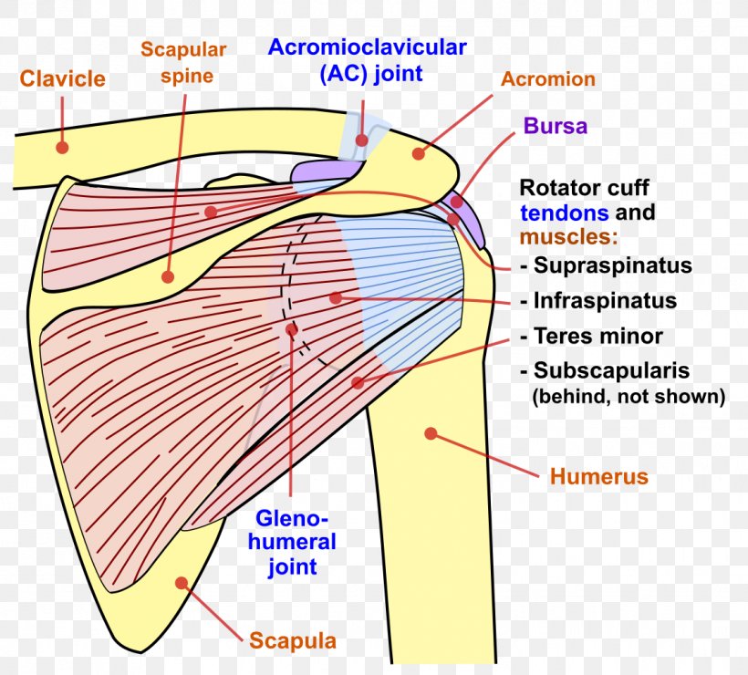 Scapula Humerus Shoulder Joint Clavicle, PNG, 1134x1024px, Watercolor, Cartoon, Flower, Frame, Heart Download Free