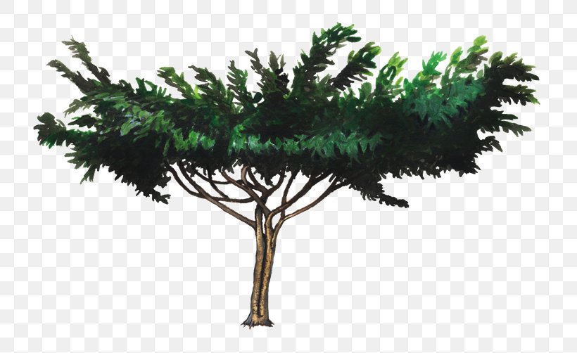 Shrub Leaf Pine Family Plant Stem Base, PNG, 750x502px, Shrub, Base, Branch, Centimeter, Conifer Download Free