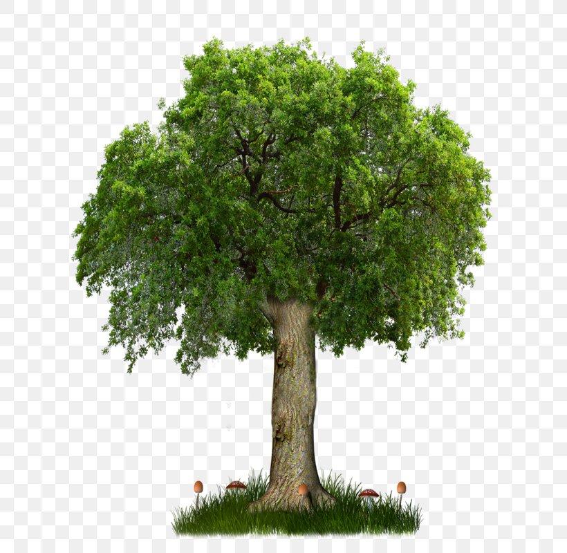 Tree Oak Clip Art, PNG, 640x800px, Tree, Branch, Houseplant, Image Resolution, Lossless Compression Download Free