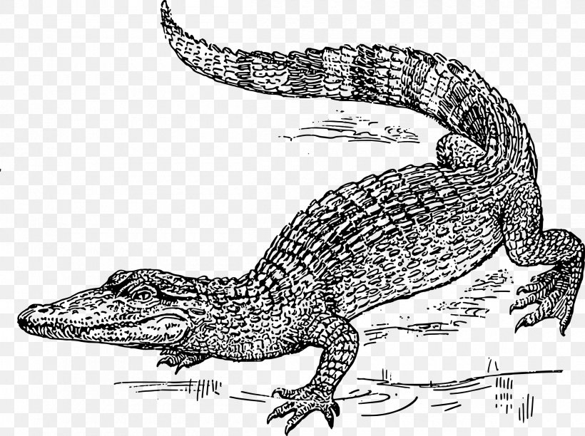 Vector The Crocodile Drawing Clip Art, PNG, 2400x1793px, Crocodile, Alligator, Amphibian, Animal, Black And White Download Free