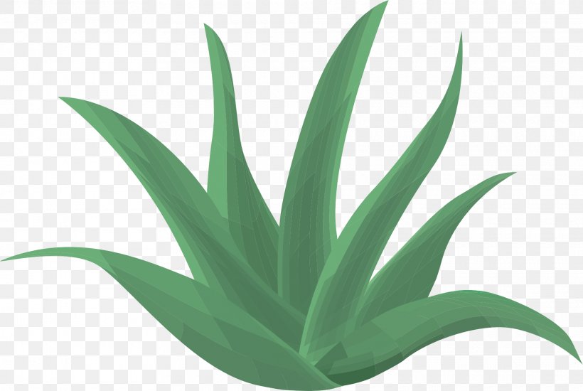 Aloe Vera Health Skin Therapy Diabetes Mellitus, PNG, 1920x1290px, Aloe Vera, Agave, Agave Azul, Aloe, Cure Download Free