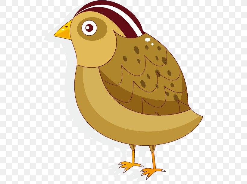 Bird Cartoon, PNG, 530x609px, Bird, Animation, Beak, Cartoon, Chicken Download Free