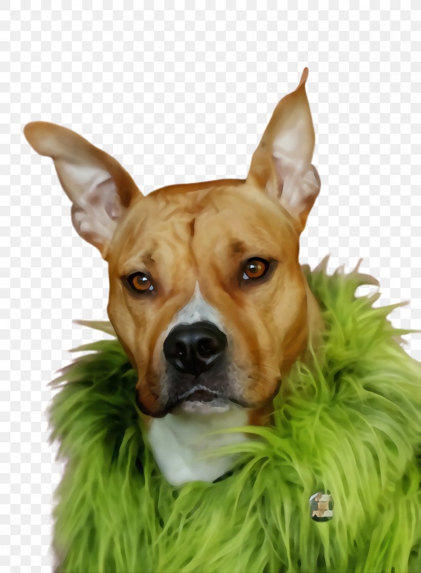 Cartoon Grass, PNG, 1716x2332px, Watercolor, American Pit Bull Terrier, American Staffordshire Terrier, Ancient Dog Breeds, Animal Download Free
