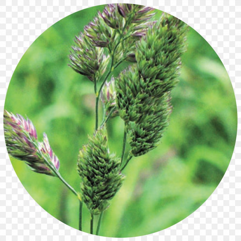 Cat Grass Seed Herbaceous Plant Meadow, PNG, 2470x2467px, Cat Grass, Botany, Commodity, Conifer, Crop Download Free