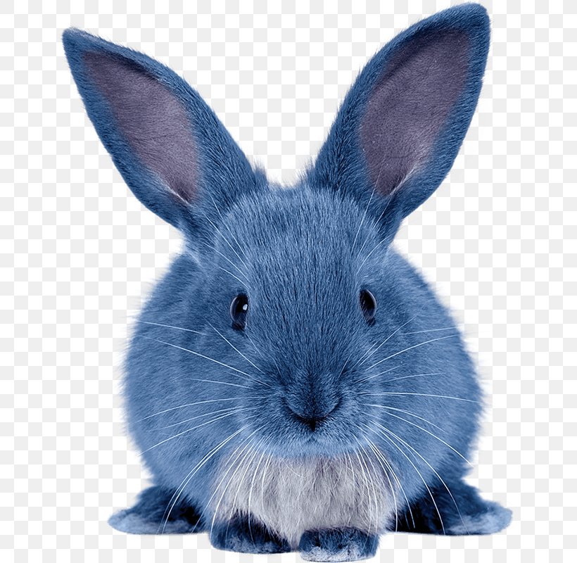 Domestic Rabbit Hare Angora Rabbit Holland Lop, PNG, 655x800px, Domestic Rabbit, Angora Rabbit, Blue Bunny Ice Cream Parlor, Felt, Hare Download Free