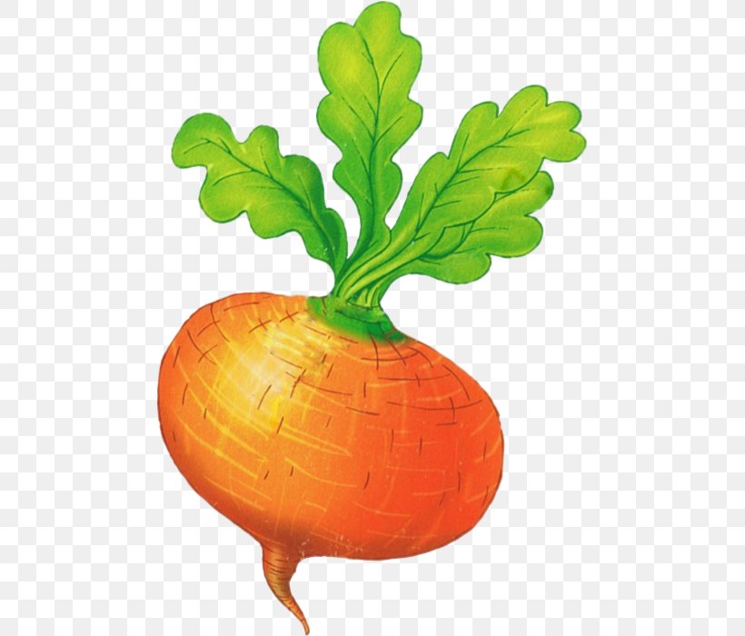 turnip drawing