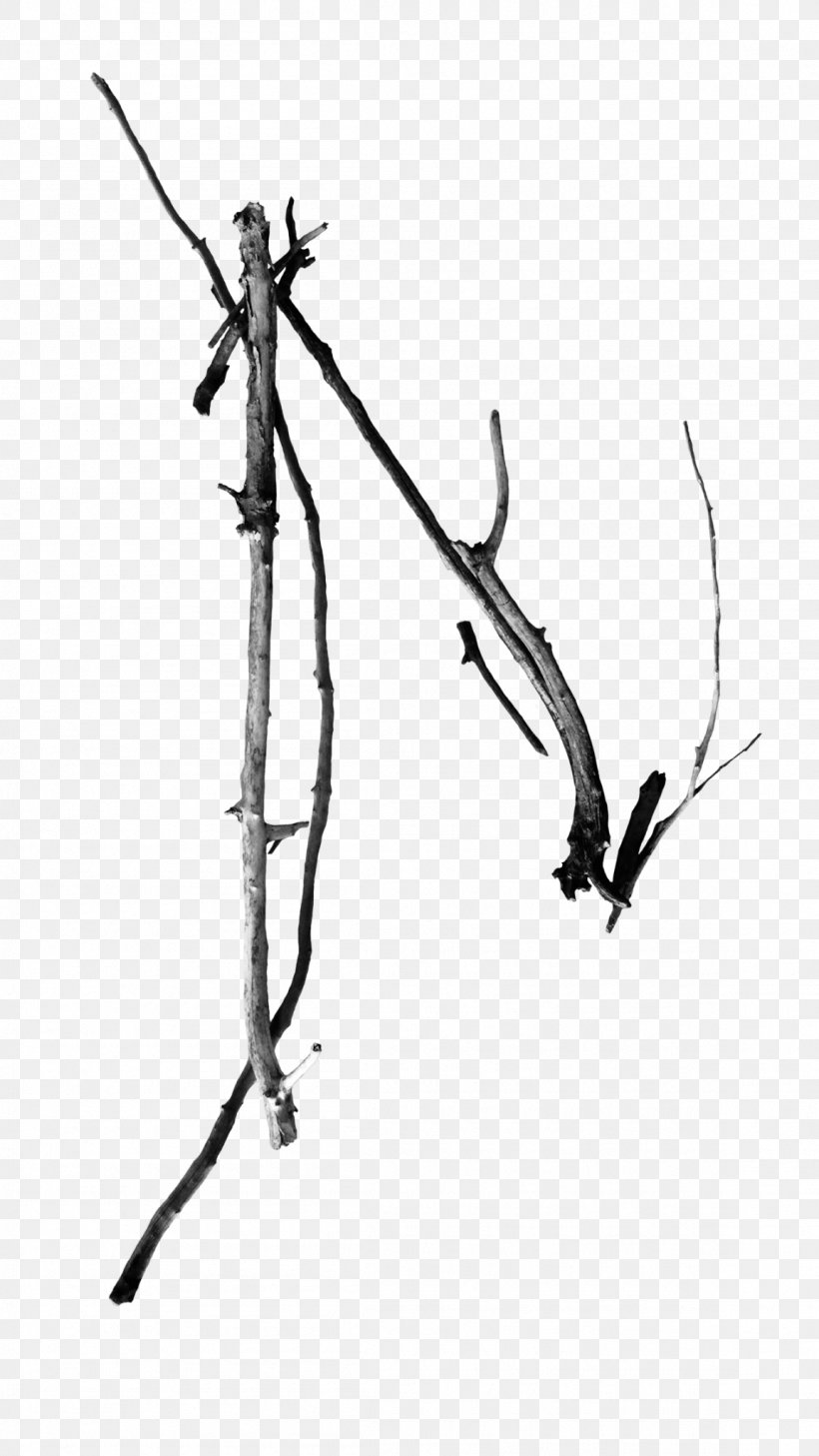 Twig Line Point Plant Stem White, PNG, 1152x2048px, Twig, Black And White, Branch, Invertebrate, Monochrome Download Free