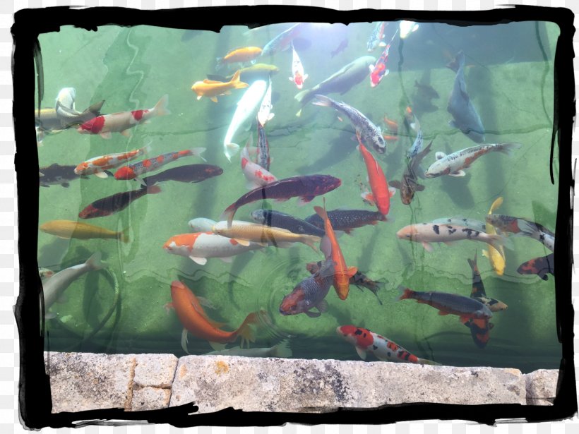 Koi Aquariums Fish Pond Ecosystem, PNG, 1600x1200px, Koi, Aquarium, Aquariums, Ecosystem, Fauna Download Free