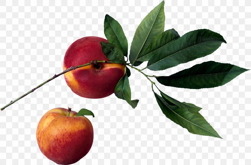 Nectarine Iran Fruit, PNG, 2092x1379px, Peach, Apple, Display Resolution, Food, Fruit Download Free