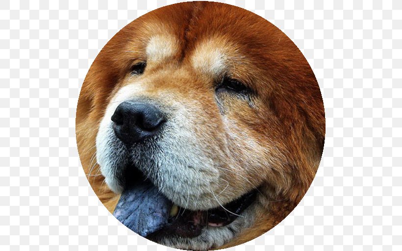 Dog Breed El Chow Chow Companion Dog Bulldog, PNG, 512x512px, Dog Breed, Breed, Breed Group Dog, Bulldog, Carnivoran Download Free