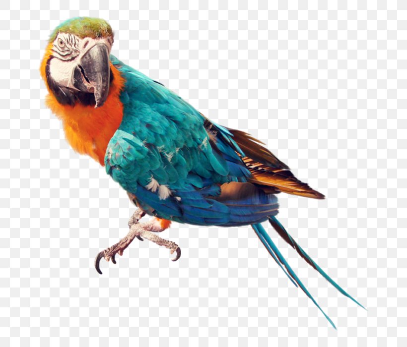 Parrots Of New Guinea Bird Columbidae, PNG, 700x700px, Parrot, Beak, Bird, Blueandyellow Macaw, Color Download Free