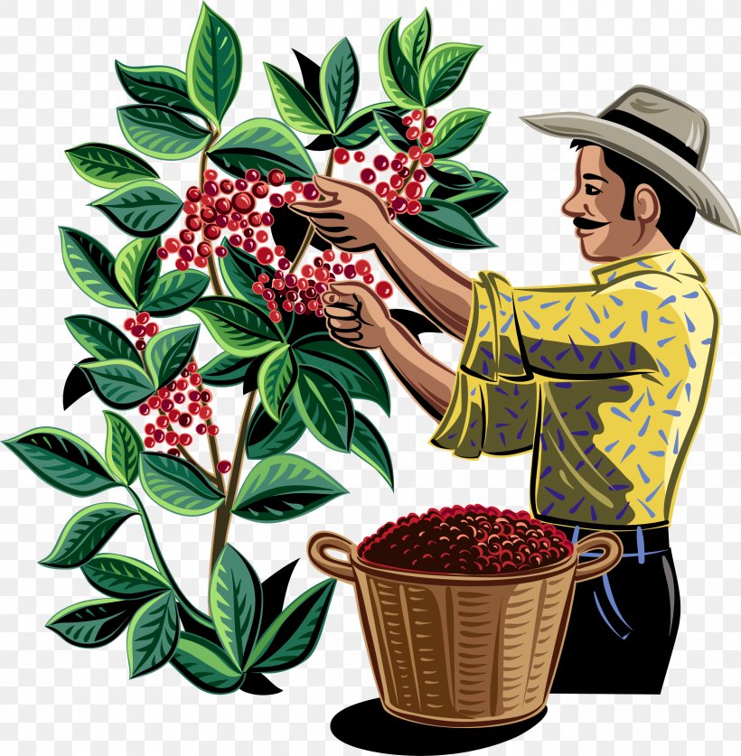 Coffee Bean Plantation Drink, PNG, 2430x2482px, Coffee, Bean, Coffee Bean, Coffee Bean Tea Leaf, Drink Download Free