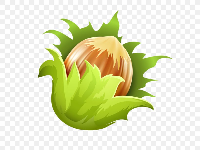 Green Leaf Background, PNG, 600x618px, Hazelnut, Almond, Chestnut, Dried Fruit, Flower Download Free