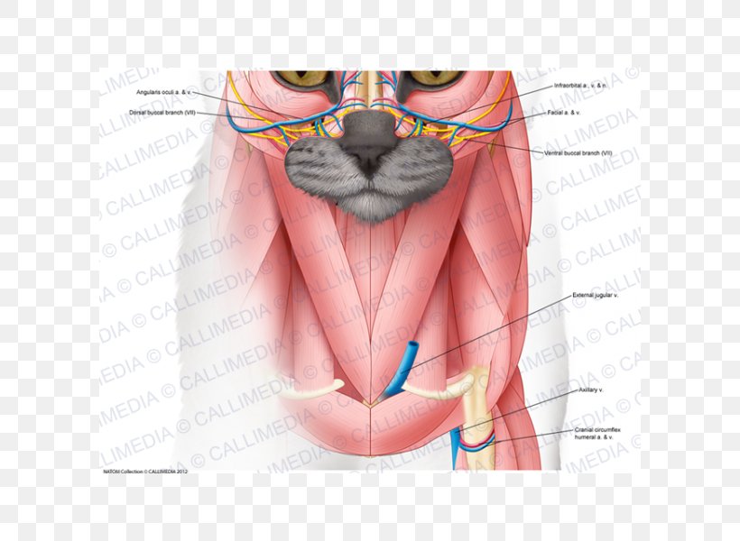 Head And Neck Anatomy Head And Neck Anatomy Human Anatomy Muscle, PNG, 600x600px, Watercolor, Cartoon, Flower, Frame, Heart Download Free