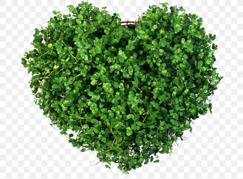 Heart Plant Green Sabze, PNG, 699x602px, Heart, Flickr, Grass, Green, Herb Download Free