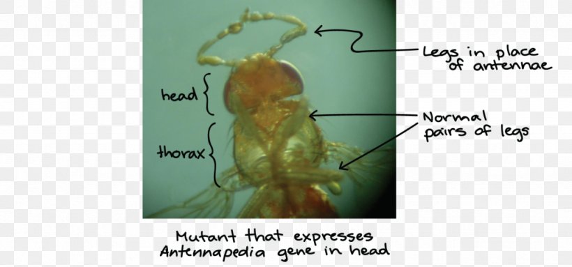 Insect Hox Gene Antennapedia Mutation Homeotic Gene, PNG, 1024x479px, Insect, Antenna, Biology, Cell, Common Fruit Fly Download Free