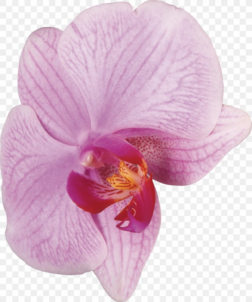 Moth Orchids Cattleya Orchids Violet, PNG, 1340x1600px, Orchids, Cattleya, Cattleya Orchids, Flower, Flowering Plant Download Free