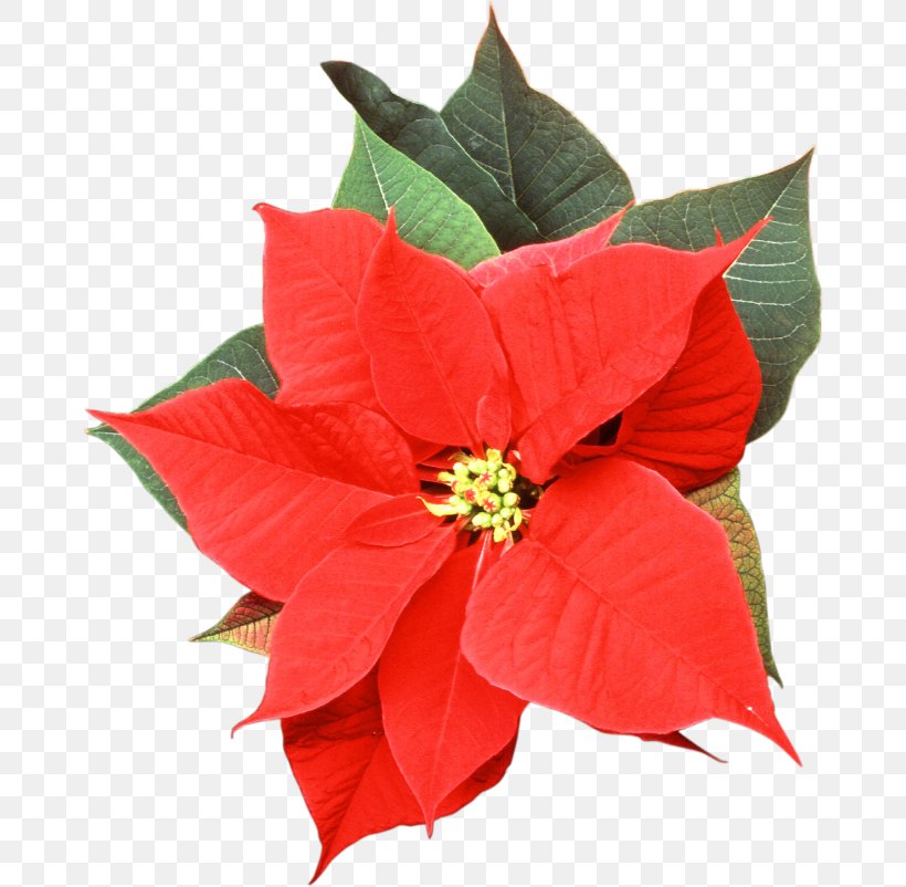Poinsettia Flower Shrub Plant Christmas, PNG, 670x802px, Poinsettia, Christmas, Evergreen, Flora, Floristry Download Free