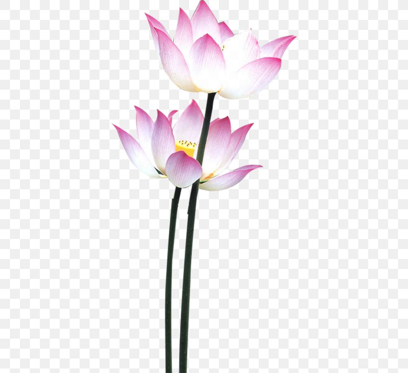 White Lily Flower, PNG, 373x749px, Nymphaea Nelumbo, Aquatic Plant, Cut Flowers, Falun Gong, Flower Download Free