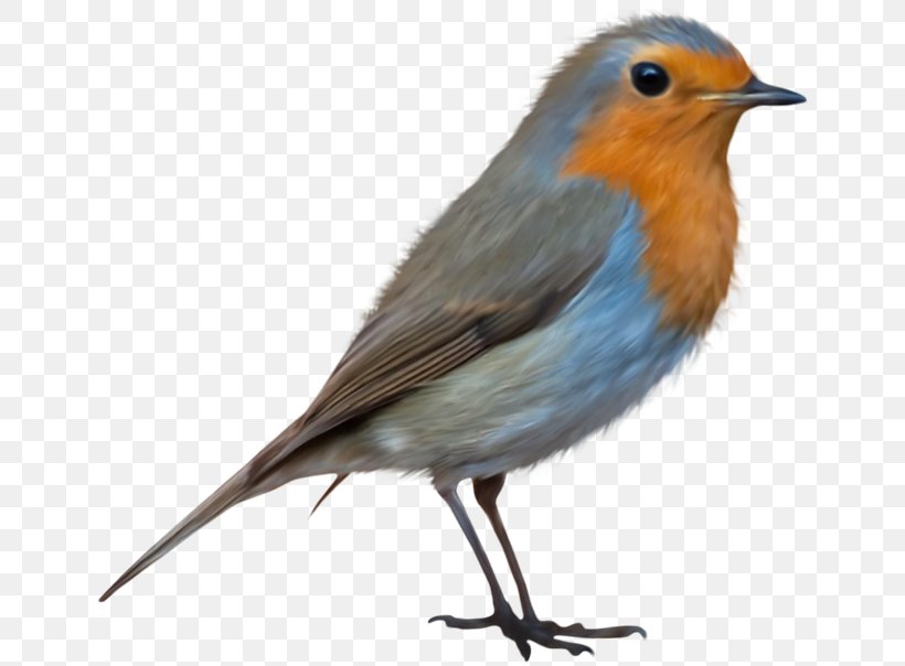 European Robin Bird Clip Art, PNG, 650x604px, European Robin, Beak, Bird, Bluebird, Cartoon Download Free